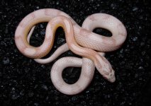 Delilah #12 m.JPG