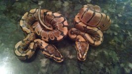 Woma1.jpg