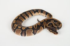 Mahogany-Male-03-(2).jpg