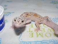Geckos 019.jpg