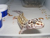 Geckos 026.jpg