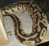 lucy slugs dot ovulation 001.jpg