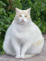 fat cat.jpg