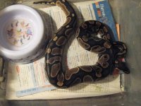 lewistribe50317 017.jpg