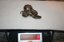 IMG_1330.jpg