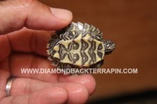 Deltacola Plastron.jpg