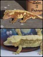 Solar X Papaya.jpg