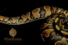 YB Male 2 2014_019tf-w.jpg