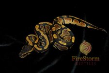 Normal F 1 (Mystery mom) 2014_003f-w.jpg