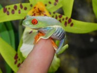 Red_Eye_Tree_Frogs_29.99__38386.1407445578.1280.1280.jpg