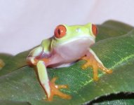 tn_baby_red_eye1.jpg