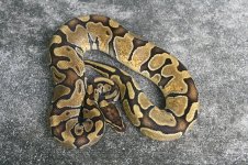 2013 Enchi H Albino F (1).jpg
