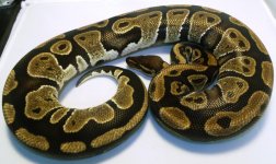 12Mahoganyf3-1280g.jpg