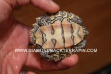 Yellow Blotch 1 Plastron.jpg