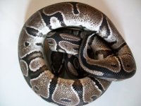 snakes 10 25 2014 008.jpg