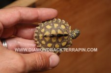 Yellow Blotch 1.jpg