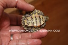 Yellow Blotch 1 Plastron.jpg