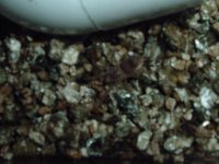 DSCF1650.JPG