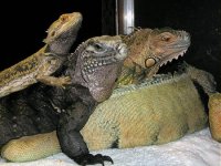 lizardpile1.jpg