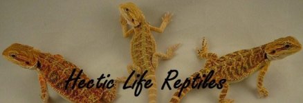 HecticLifeCover.jpg