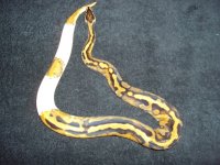 lizard lounge 2 001.jpg