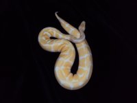 albino 1.jpg
