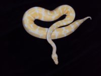 albino 3.jpg