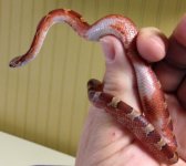 Pied Side Male 1b.jpg