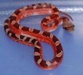 PS Blood Male 4 LE 2014-08-21.JPG