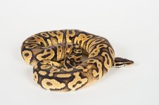 2013-Pastel-Yb-PH-Pied-(5).jpg