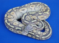 hypo_pastel_phantom.jpg