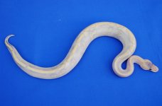 enchi_mimosa1.jpg