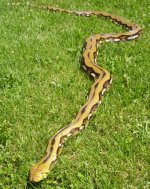 virtual tour big snakes 050 modified.jpg