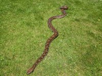 virtual tour big snakes 075.jpg