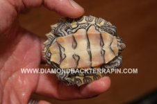 Yellow Blotch 1 Plastron.jpg
