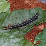 Ethmostigmus_Blue_Leg_Centipede.jpg