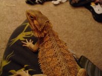 orangemale$145.jpg