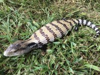 Meruake Blue tongue skink.jpeg