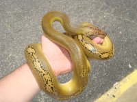 plattygolden 011.jpg