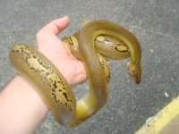 plattygolden 012.jpg
