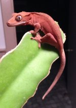 IMG_0094.jpg