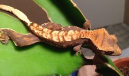 IMG_0172.jpg
