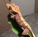 IMG_0176.jpg
