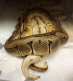 Orange Dream Pin x Lesser Spider.JPG