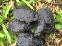 Siebenrocks snake neck turtle.jpeg