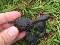Siebenrocks snake neck turtle1.jpeg