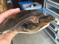 zambezi softshell.jpeg