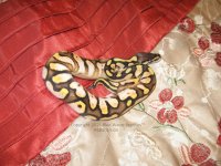 PSB2015-04 Female Pastel Sugar 1200x900.jpg