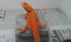 Cheeto - Hypotrans Josh D. line Dragon.jpg