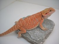 Sunny - Hypo Italian Leather Het Trans Spice Dragons.jpg